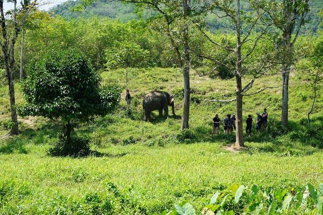Phuket Elephant Sanctuary