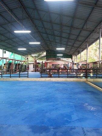 Tiger Muay Thai - Day Classes