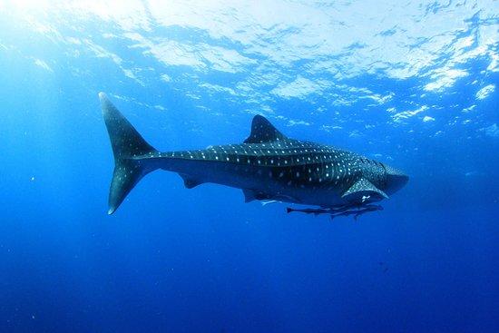 Andys Scuba Diving Phuket